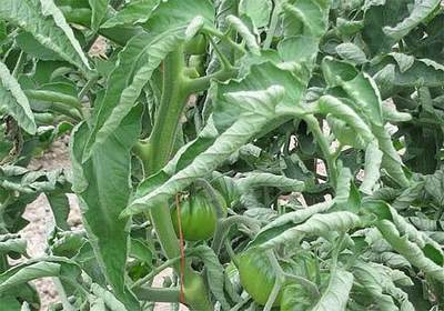 skruchivayutsya listya u pomidorov 